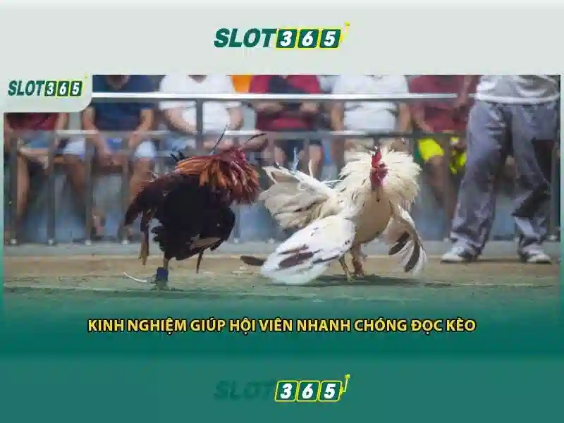 Slot365: Nền tảng chơi slot trực tuyến