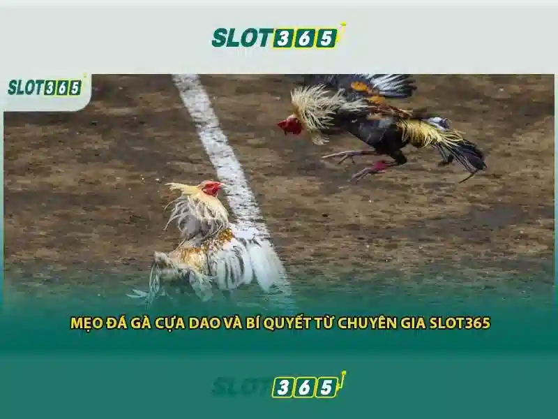 Slot365 - Tổng quan về nền tảng máy đánh bạc trực tuyến