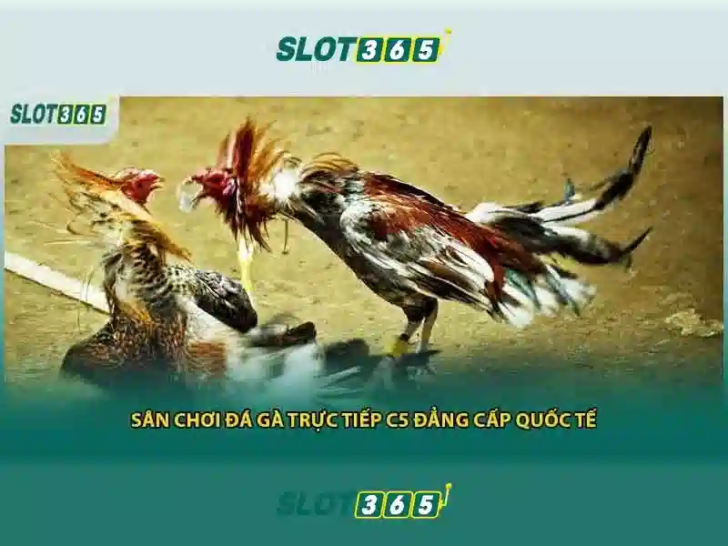 Slot365 là nền tảng chơi slot trực tuyến nổi tiếng
