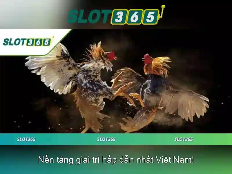 Slot365 - Tổng quan về nền tảng đánh bạc trực tuyến