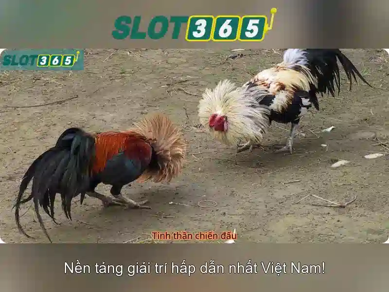 Giới thiệu về Slot365